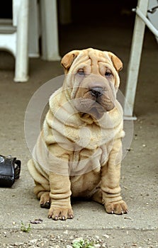 Sitting fawn puppy sharpei