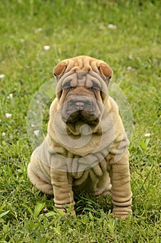 Sitting fawn puppy sharpei in the grass