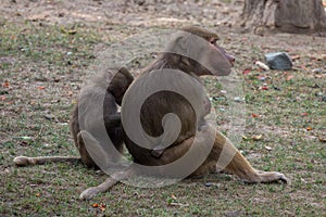 Sitting female baboon with cub hamadryad