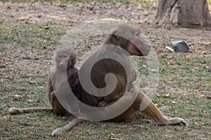 Sitting female baboon with cub hamadryad