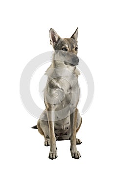 Sitting female tamaskan hybrid dog isolated on a white background looking aside