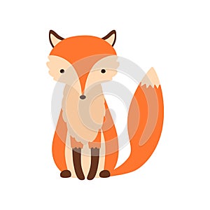 Sitting fox isolated on a white background, head in full face.