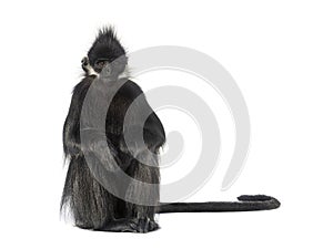 Sitting FranÃ§ois\' langur looking away, Trachypithecus francoisi, isolated on white