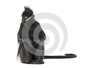 sitting FranÃ§ois\' langur looking away, Trachypithecus francoisi, isolated on white