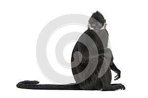 Sitting FranÃ§ois\' langur looking at the camera, Trachypithecus francoisi, isolated on white