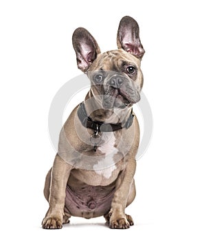 Sitting French bulldog with collar, isolated