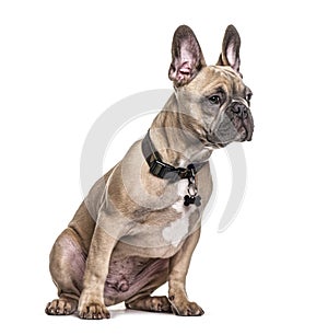 Sitting French bulldog with collar, isolated