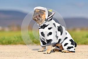 Sitting French Bulldog dog wearing a funny full body Halloween cow costume