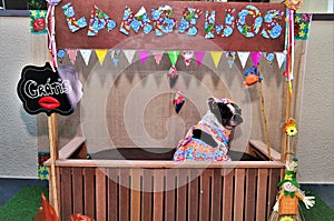 Sitting a French Bulldog in the free kissing booth of the dogs` junina party