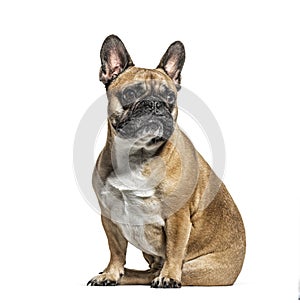 Sitting French bulldog looking away, isolated