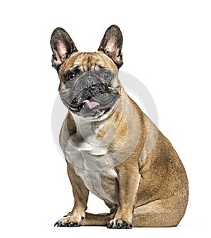 Sitting French bulldog panting, isolated