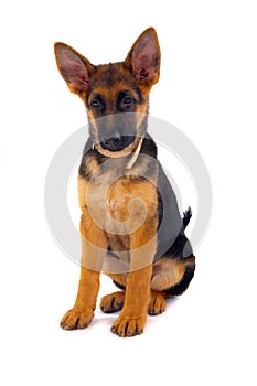 Sitting German Shepard dog