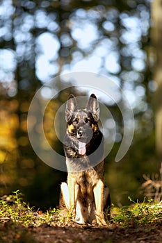 Sitting german shepard dog portrait with autumn colored background