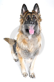 Sitting German Shepherd