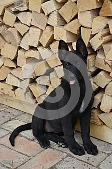 Sitting german shepherd puppy portrait