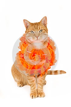 Sitting ginger cat with a boa