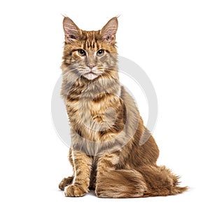 Sitting Ginger Main coon, isolated