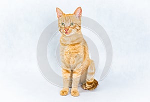 Sitting ginger tom cat on white background