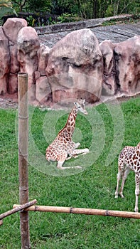 Sitting Giraffe on Green Grass at The Zoo