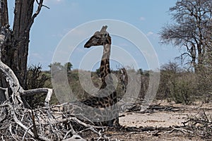 Sitting giraffe in the Makgadikgadi National Park, Botswana, Afr