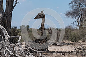 Sitting giraffe in the Makgadikgadi National Park, Botswana, Afr photo