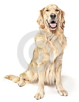 Sitting golden retriever photo