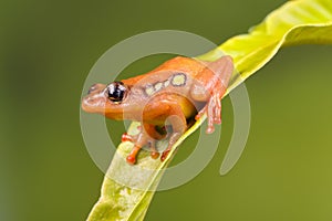 Sitting Golden sedge frog