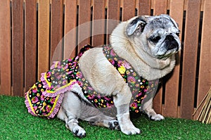 Sitting in the grass a pug in a colorful dress for junina party