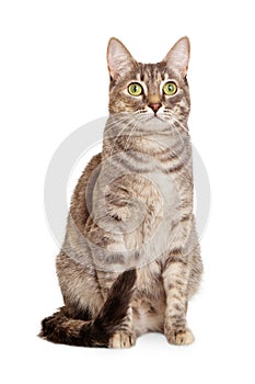 Sitting gray tabby cat