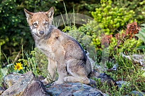 Sitting Gray Wolf Pup