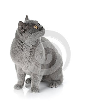 Sitting grey cat