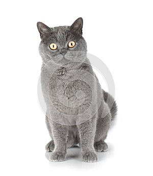 Sitting grey cat looking at you