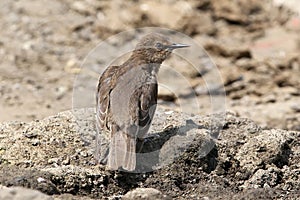 Young common starling