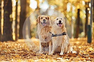 Sitting on the ground. Two labrador retrievers are together in the forest at autumn season daytime