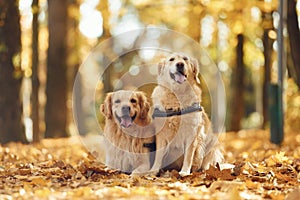 Sitting on the ground. Two labrador retrievers are together in the forest at autumn season daytime