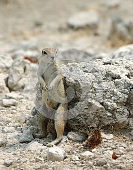 Sitting groundsquirrel