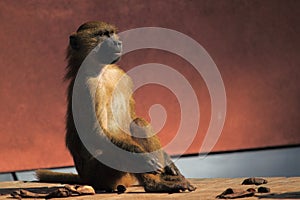 Sitting guinea baboon