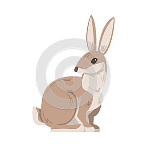 Sitting Hare or Jackrabbit as Swift Animal with Long Ears and Grayish Brown Coat Vector Illustration