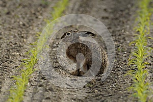 Sitting Hare ( Lepus europaeus )