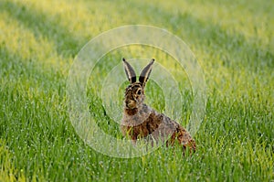 Sitting Hare ( Lepus europaeus )