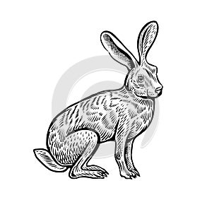 Sitting hare, vector sketch. Hand drawn illustration in engraving style.