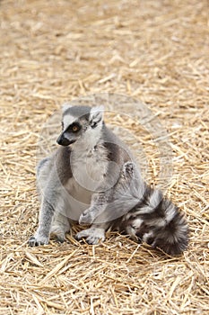 Sitting on hay ring-tailed lemur