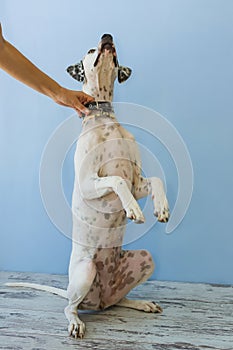 Sitting on hind legs English pointer womens hand holds it