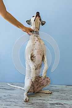 Sitting on hind legs English pointer womens hand holds it