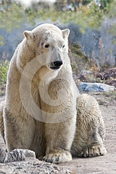 Sitting ice- or polarbear