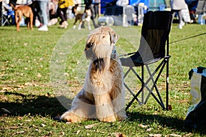 Sitting Irish Soft Coated Wheaten Terrier with a beautiful breed haircut