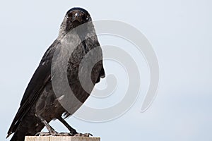 Sitting Jackdaw