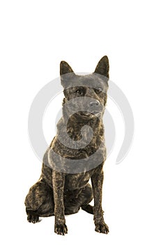 Sitting Kai Ken dog the national japanese breed seen from the front looking at camera on a white background