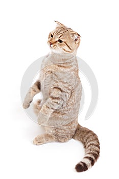 Sitting kitten or cat striped meditation