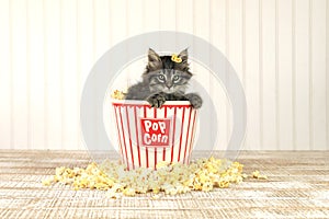 Sitting Kitten in a Popcorn Bucket